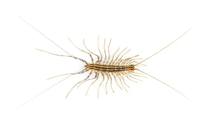 Framed Print : Yellowish-grey centipede, isolated on white