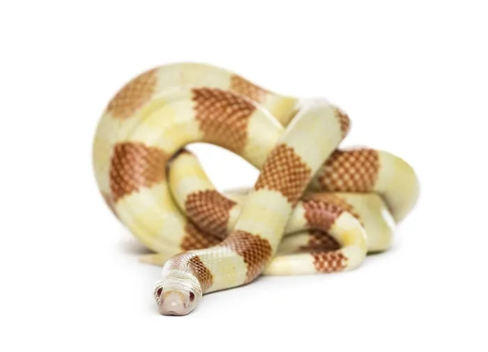 Framed Print : Yellowish snake rolling, isolated on white