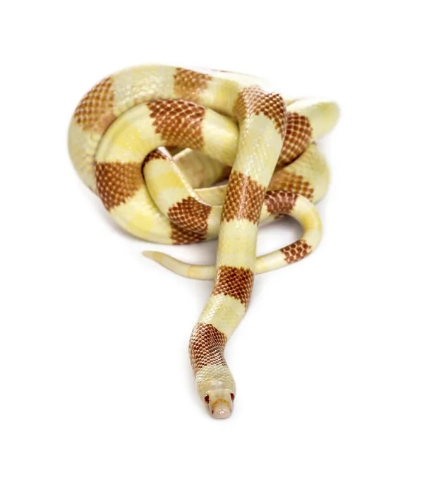 Framed Print : Yellowish snake rolling, isolated on white