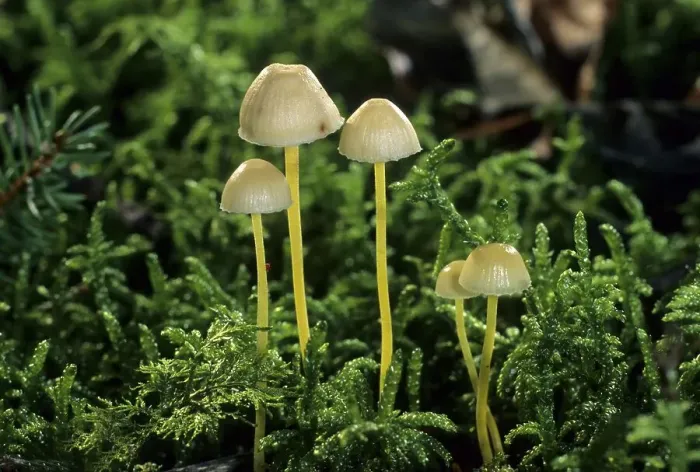 Framed Print : Yellowleg Bonnets (Mycena epipterygia) Framed Print : Yellowleg Bonnets (Mycena epipterygia)