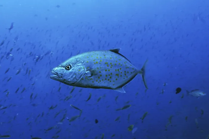 Framed Print : Yellowspotted Trevally (Carangoides fulvoguttatus) Framed Print : Yellowspotted Trevally (Carangoides fulvoguttatus)