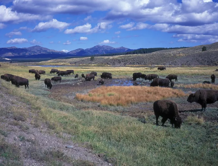 Framed Print : Yellowstone (S) Bison (Bison bison) in Hayden Valley