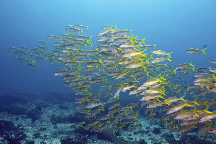 Framed Print : Yellowtail Snapper (Ocyurus chrysurus)