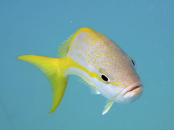 Framed Print : Yellowtail snapper (Ocyurus chrysurus) against a blue background swimming in the clear ocean Framed Print : Yellowtail snapper (Ocyurus chrysurus) against a blue background swimming in the clear ocean