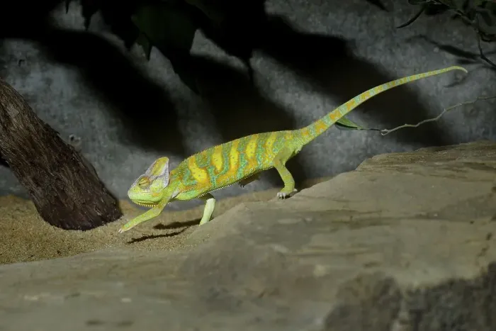 Framed Print : Yemen Chameleon (Chamaeleo calyptratus)