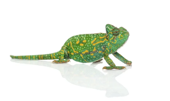 Framed Print : Yemen chameleon - Chamaeleo calyptratus - isolated on white
