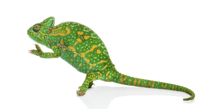 Framed Print : Yemen chameleon on hind legs - Chamaeleo calyptratus - isolated on white