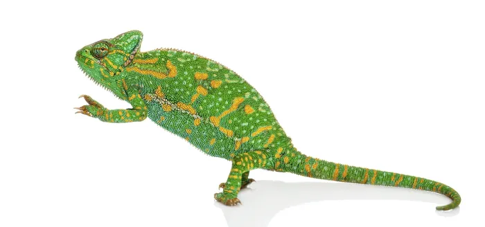 Framed Print : Yemen chameleon on hind legs - Chamaeleo calyptratus - isolated on white