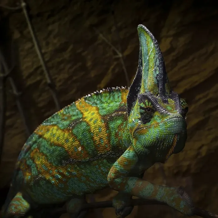 Framed Print : Yemen chameleon or Veiled chameleon (Chamaeleo calyptratus) in Erfurt Zoo