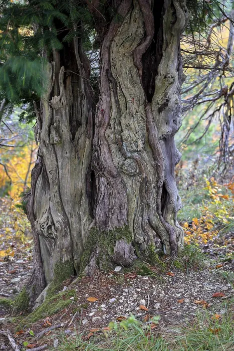 Framed Print : Yew trunk (Taxus baccata) Framed Print : Yew trunk (Taxus baccata)