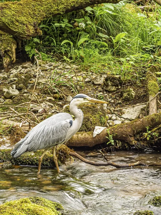 Framed Print : Yorkshire Dales - Heron in Gordale Scar