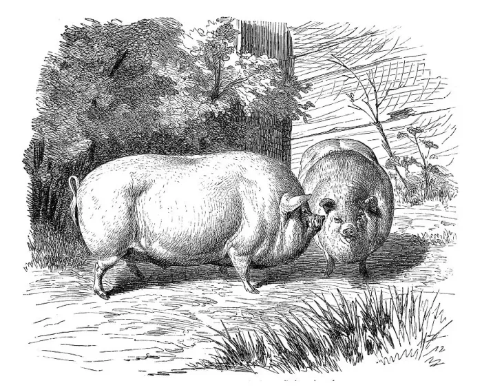 Framed Print : Yorkshire pigs, historical illustration Framed Print : Yorkshire pigs, historical illustration