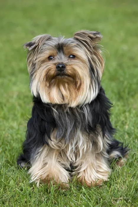 Framed Print : Yorkshire terrier