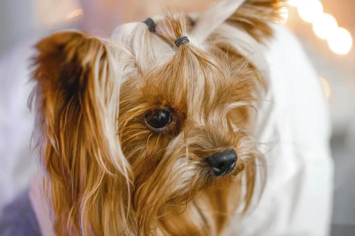 Framed Print : Yorkshire Terrier with a contemplative expression Framed Print : Yorkshire Terrier with a contemplative expression