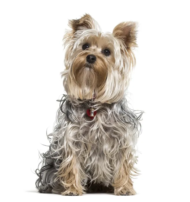 Framed Print : Yorkshire terrier dog looking up against white background Framed Print : Yorkshire terrier dog looking up against white background