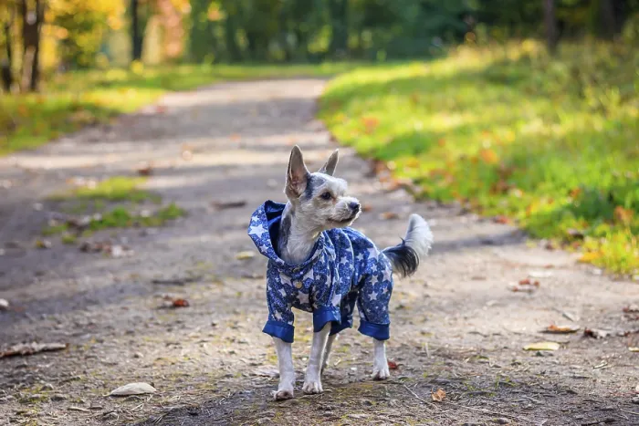 Framed Print : Yorkshire terrier dog for a walk in the autumn park