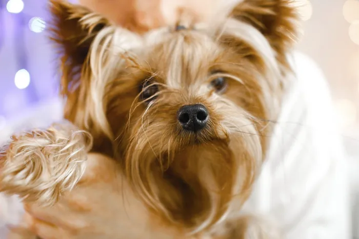 Framed Print : Yorkshire Terrier with an intimate Framed Print : Yorkshire Terrier with an intimate