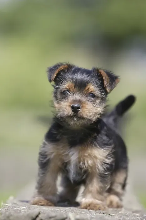 Framed Print : Yorkshire Terrier puppy