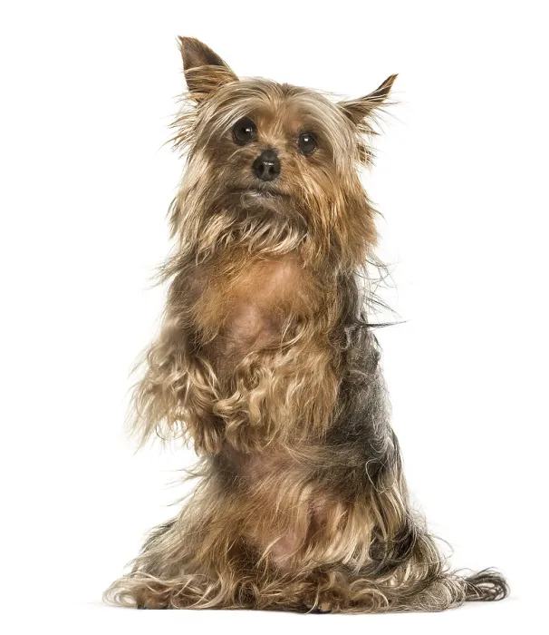 Framed Print : Yorkshire terrier against white background
