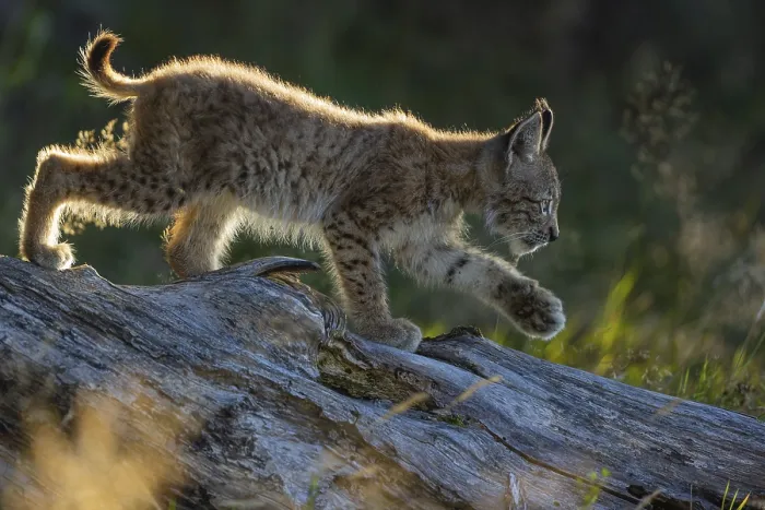 Framed Print : One young (10 weeks old) male Eurasian lynx