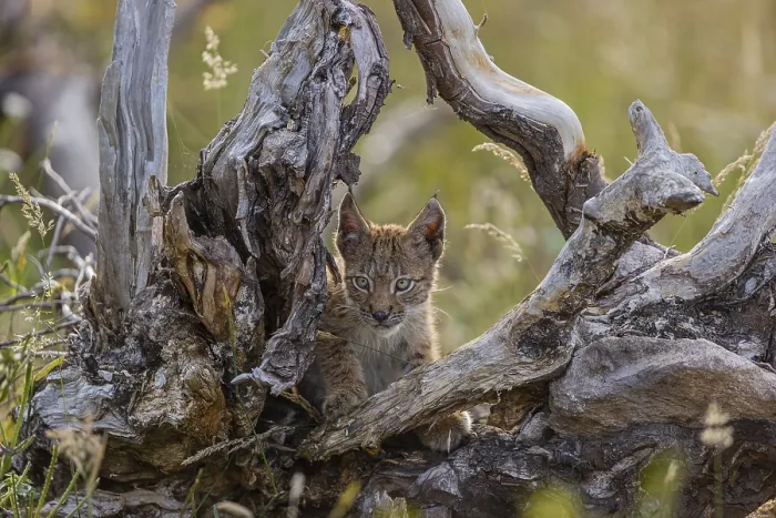 Framed Print : One young (10 weeks old) male Eurasian lynx