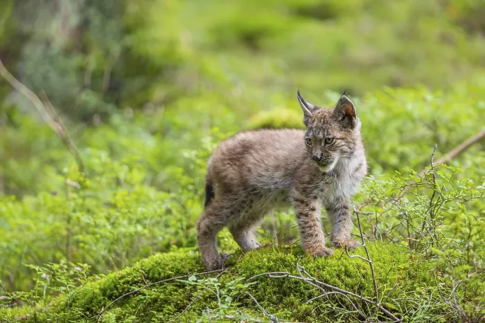 Framed Print : One young (10 weeks old) male Eurasian lynx Framed Print : One young (10 weeks old) male Eurasian lynx