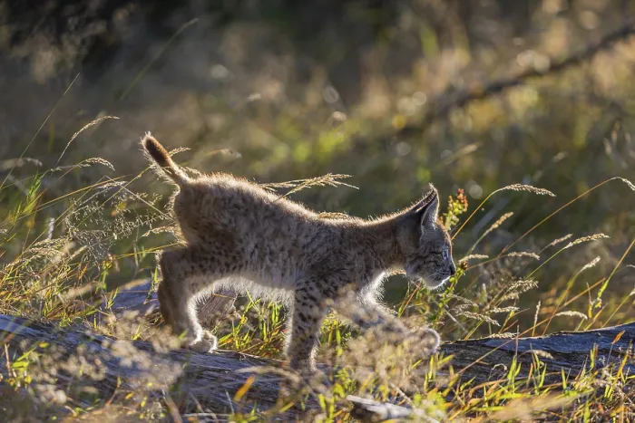 Framed Print : One young (10 weeks old) male Eurasian lynx Framed Print : One young (10 weeks old) male Eurasian lynx