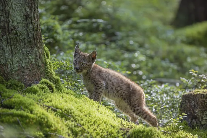 Framed Print : One young (10 weeks old) male Eurasian lynx
