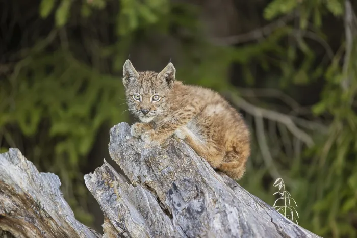Framed Print : One young (10 weeks old) male Eurasian lynx