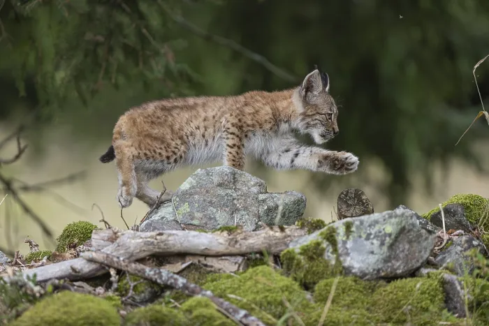 Framed Print : One young (10 weeks old) male Eurasian lynx