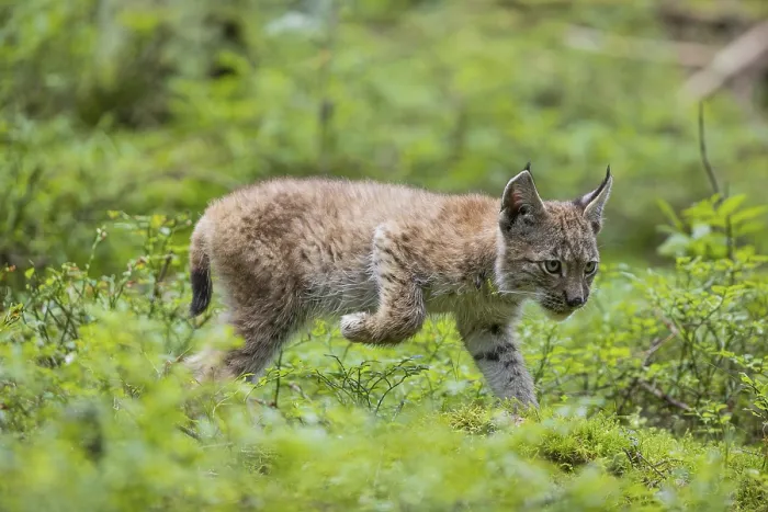 Framed Print : One young (10 weeks old) male Eurasian lynx Framed Print : One young (10 weeks old) male Eurasian lynx
