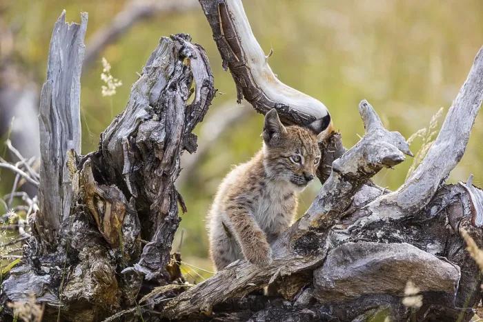 Framed Print : One young (10 weeks old) male Eurasian lynx