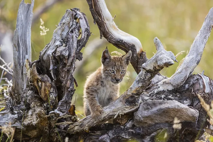 Framed Print : One young (10 weeks old) male Eurasian lynx Framed Print : One young (10 weeks old) male Eurasian lynx