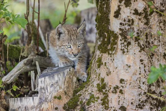 Framed Print : One young (10 weeks old) male Eurasian lynx Framed Print : One young (10 weeks old) male Eurasian lynx
