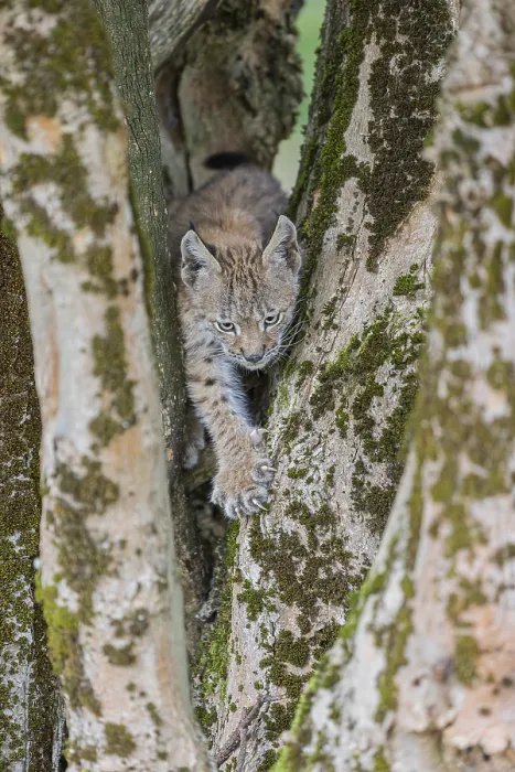 Framed Print : One young (10 weeks old) male Eurasian lynx