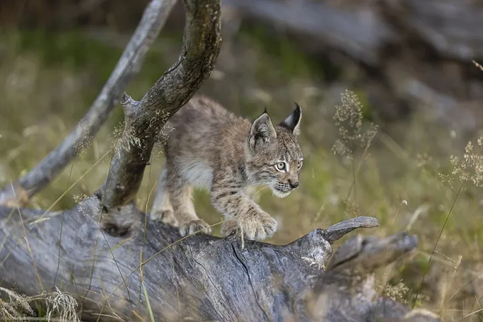 Framed Print : One young (10 weeks old) male Eurasian lynx
