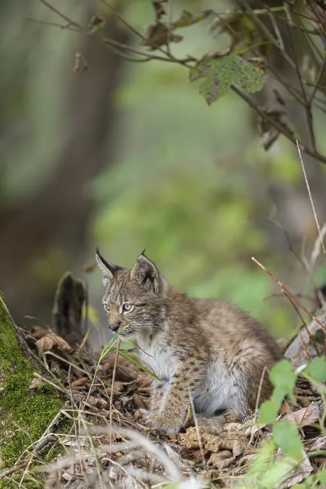 Framed Print : One young (10 weeks old) male Eurasian lynx