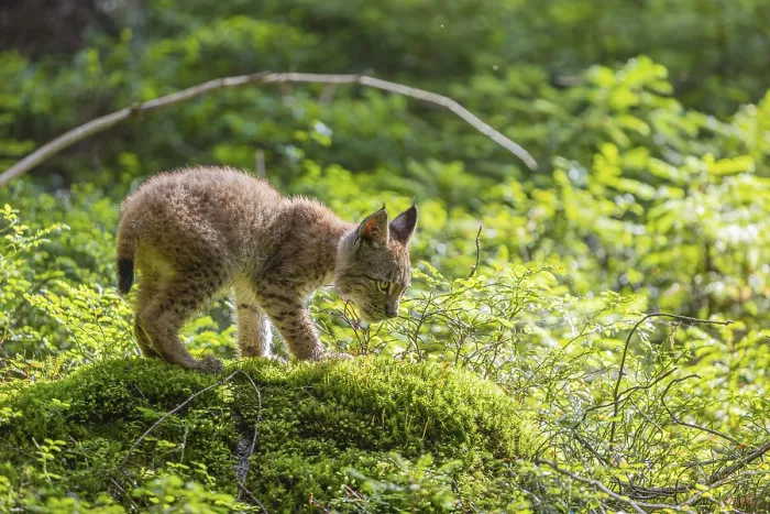 Framed Print : One young (10 weeks old) male Eurasian lynx