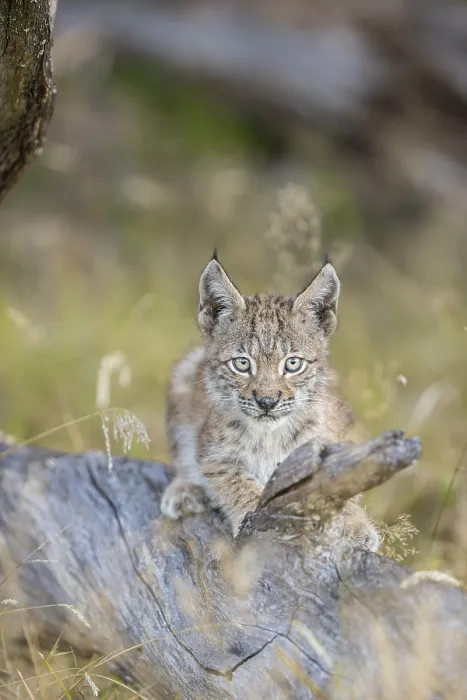 Framed Print : One young (10 weeks old) male Eurasian lynx Framed Print : One young (10 weeks old) male Eurasian lynx