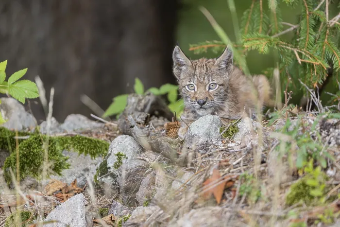Framed Print : One young (10 weeks old) male Eurasian lynx
