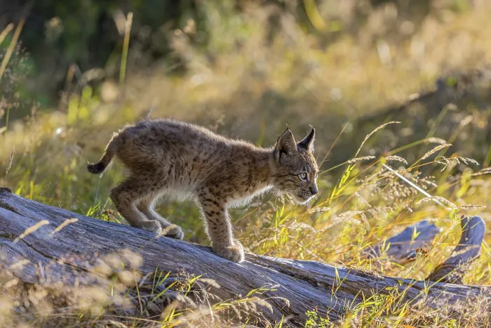 Framed Print : One young (10 weeks old) male Eurasian lynx
