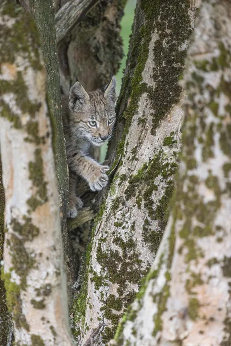Framed Print : One young (10 weeks old) male Eurasian lynx