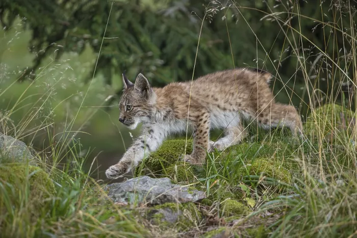 Framed Print : One young (10 weeks old) male Eurasian lynx