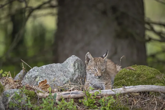 Framed Print : One young (10 weeks old) male Eurasian lynx