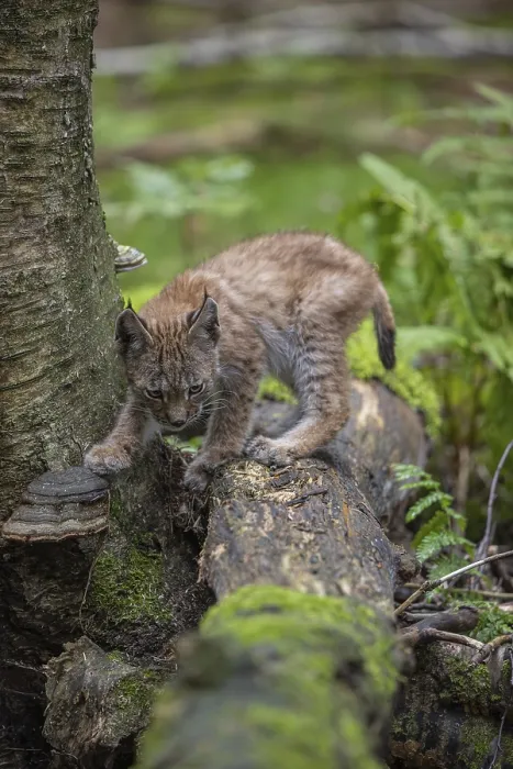 Framed Print : One young (10 weeks old) male Eurasian lynx Framed Print : One young (10 weeks old) male Eurasian lynx