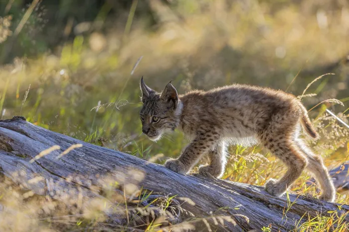 Framed Print : One young (10 weeks old) male Eurasian lynx Framed Print : One young (10 weeks old) male Eurasian lynx