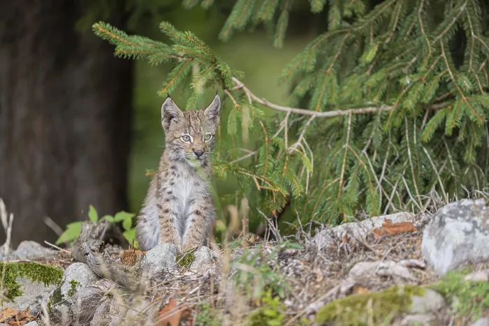 Framed Print : One young (10 weeks old) male Eurasian lynx