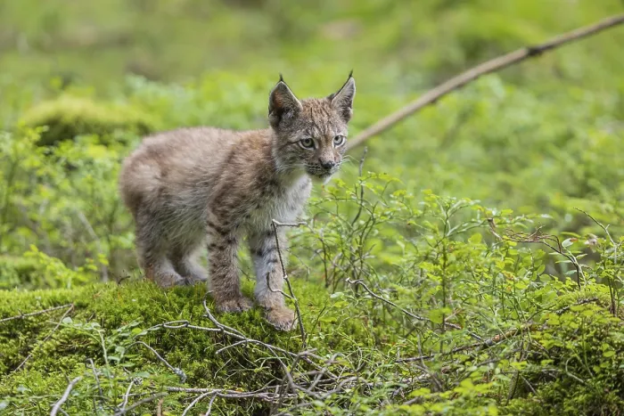 Framed Print : One young (10 weeks old) male Eurasian lynx