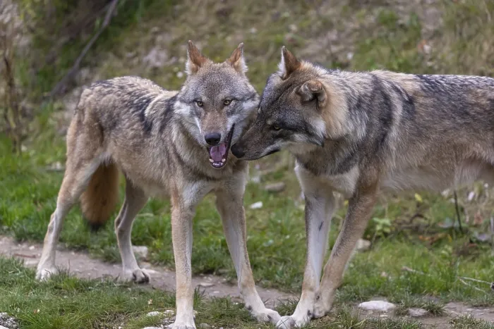 Framed Print : Two young adult eurasian gray wolf (Canis lupus lupus) playing with each other at the bottom of a hill