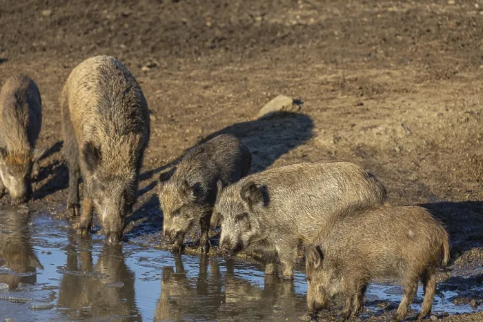 Framed Print : Four young and one adult wild boar or wild pig (Sus scrofa)